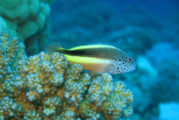 Black-sided hawkfish