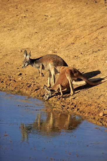 Red kangaroo