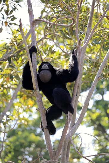 Siamang