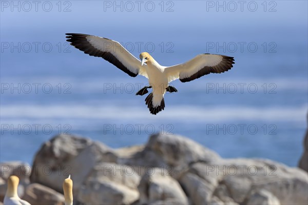 Cape Gannet