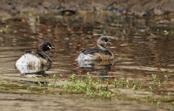 Australasian grebe