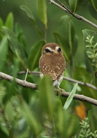 Adult ferruginous pygmy owl