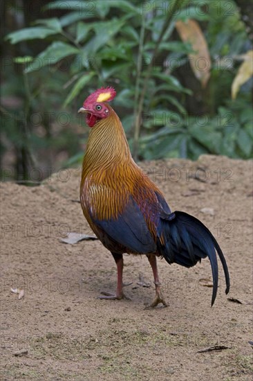 Gallus lafayettii