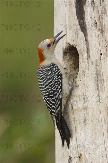 Red bellied woodpecker