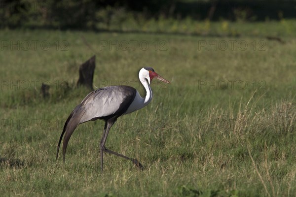 Wattled crane