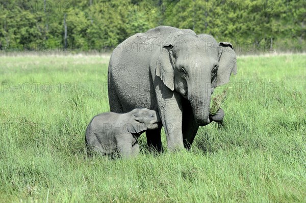 Asian indian elephant