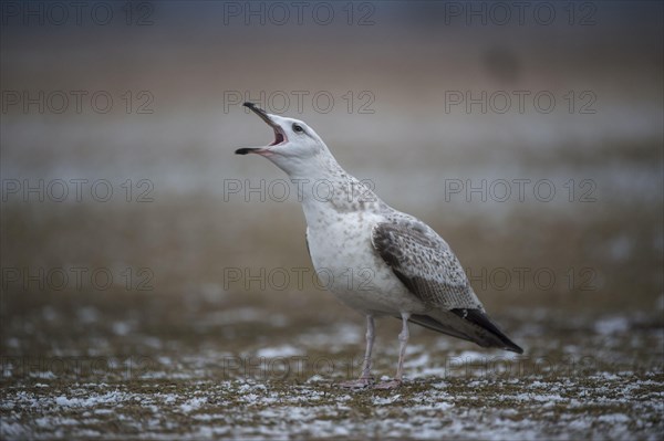 Caspian Gull