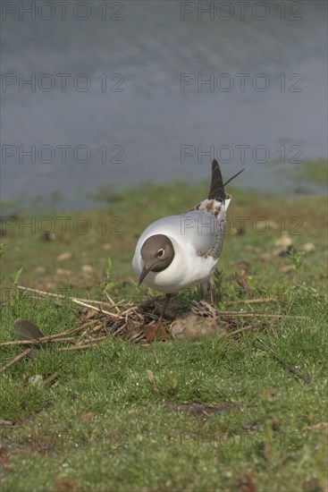 Black-headed gull