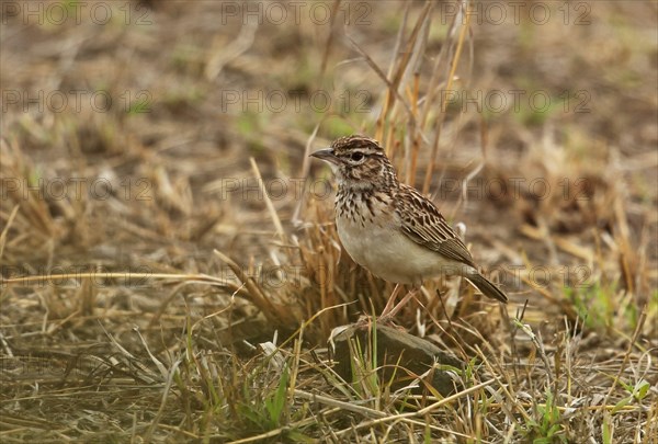 Sabota lark