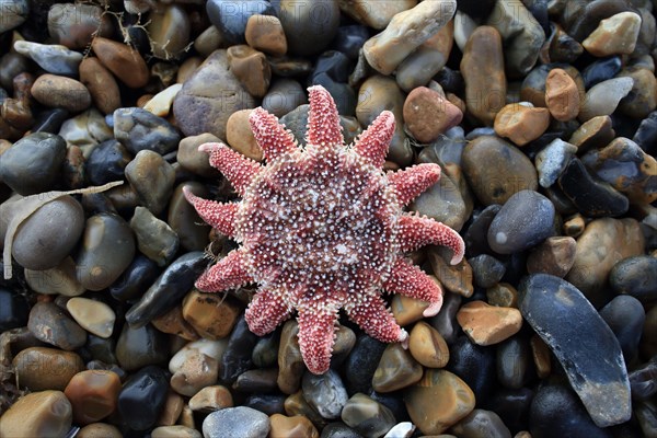 Common common sunstar