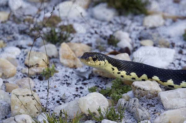 Madagascar Hooked Snake