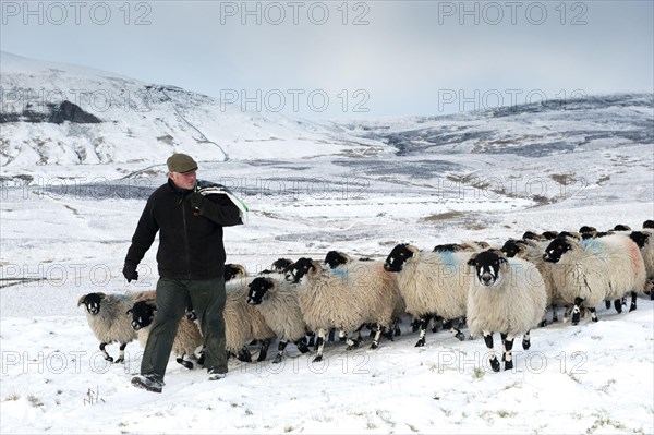 Domestic Sheep