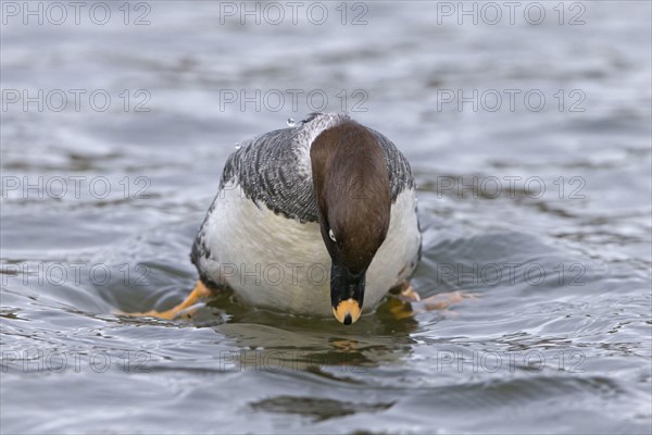 Common goldeneye