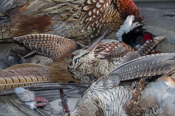 Dead feathered game after days of shooting