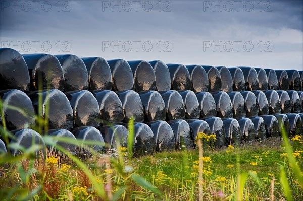 Plastic wrapped round silage bales stacked in the field