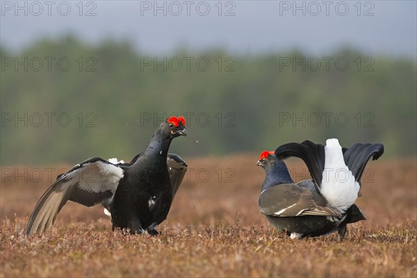 Black Grouse