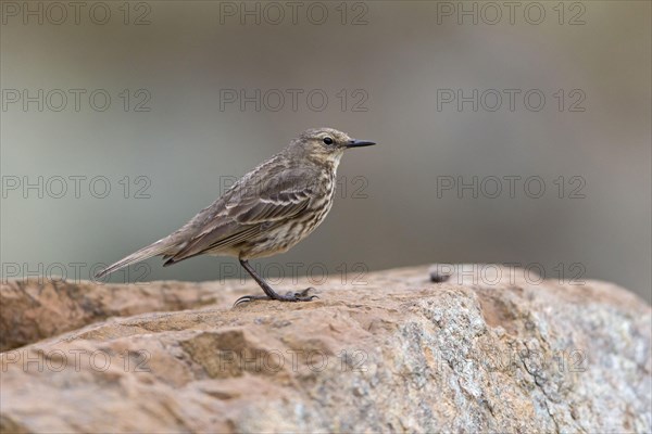 Rock Pipit