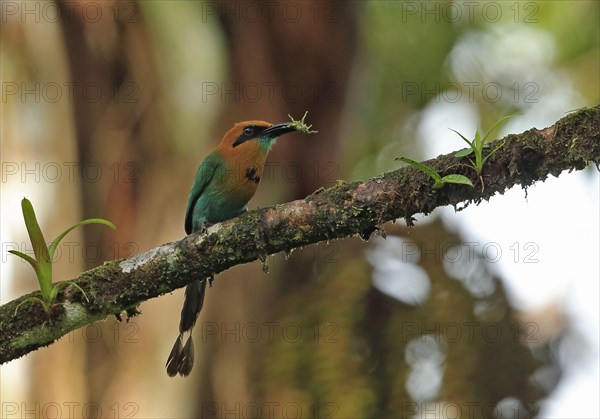 Broad-billed motmot