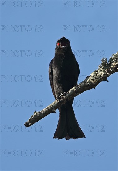 Square-tailed Drongo