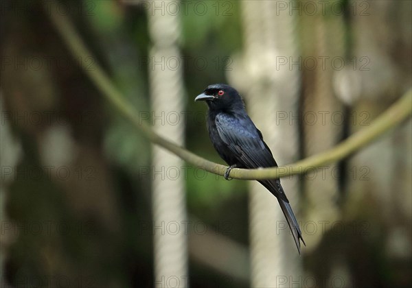 Velvet-backed drongo