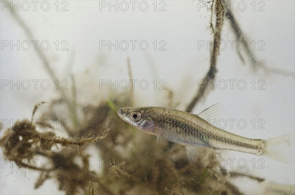 Topmouth Gudgeon