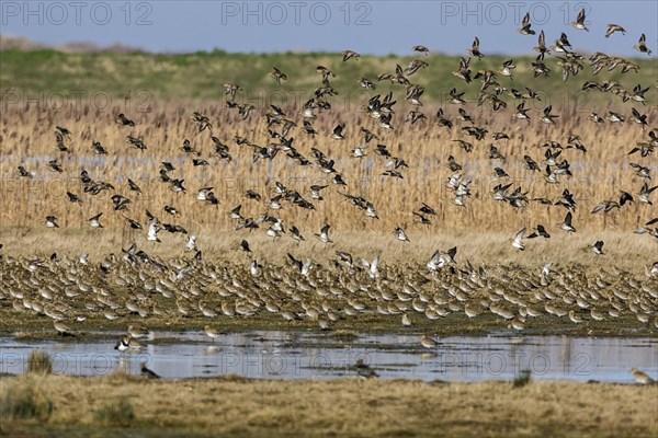 Winter plumage Golden plover