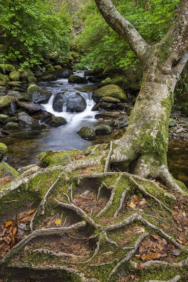 Tree and woodland stream roots