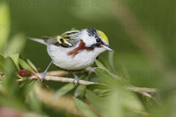 Chestnut-sided Warbler