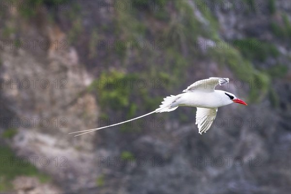 Red-billed Tropicbird