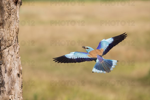 European Roller