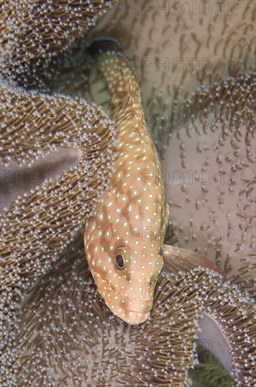 Blue-spotted Grouper