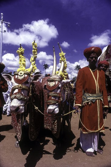 Decorated Palace bullocks