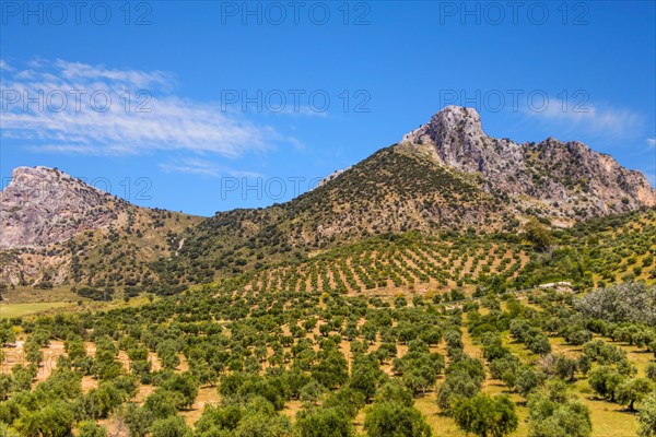 Huge olive tree plantations
