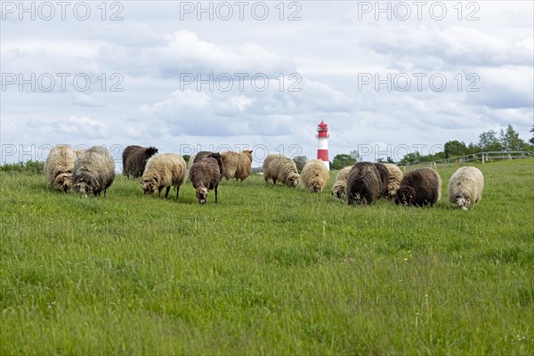 Norwegian sheep on the dike