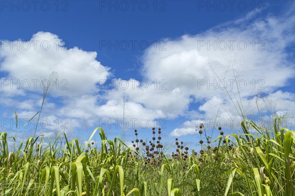 Green meadow on Kauai island