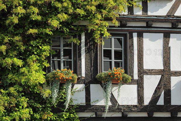 Overgrown house wall with ivy and shutters of the half-timbered house Style House in Bad Homburg
