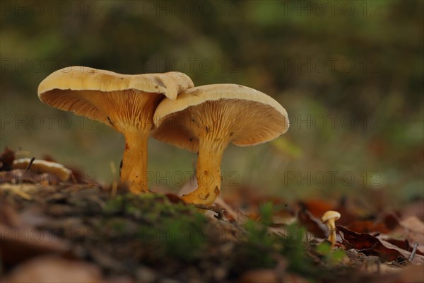 Two False Chanterelles