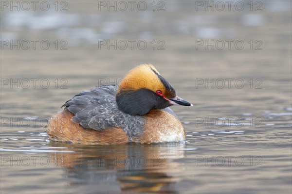 Horned grebe