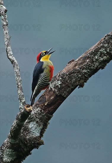 Yellow-fronted woodpecker