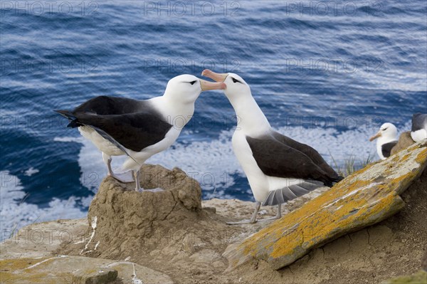 Black-browed Albatross