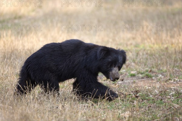 Sloth bear