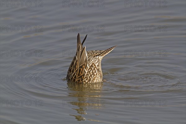 Northern pintail