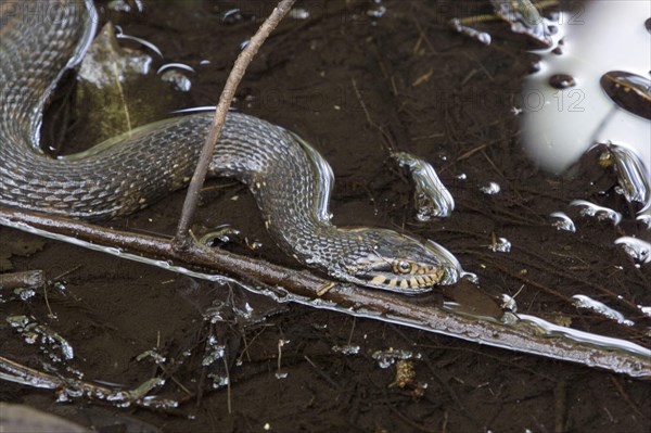 Southern swimming snake