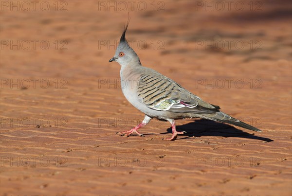 Crested Pigeon