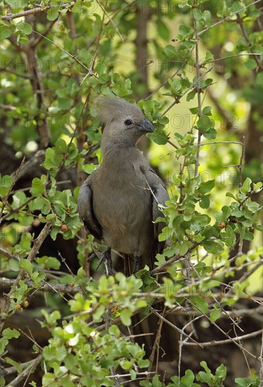 Grey go-away-bird