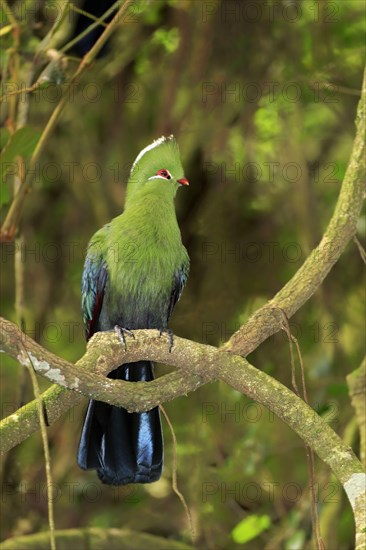 Knysna Turaco