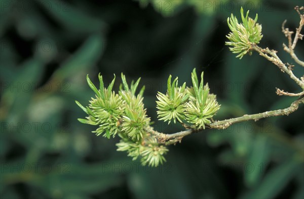 (Eucommia ulmoides) male flowers leaves just emerging