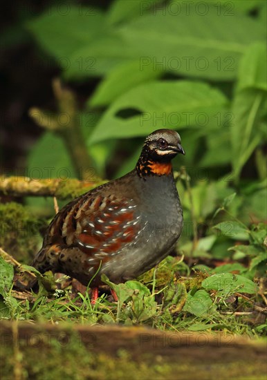 Red-throated Bush Quail