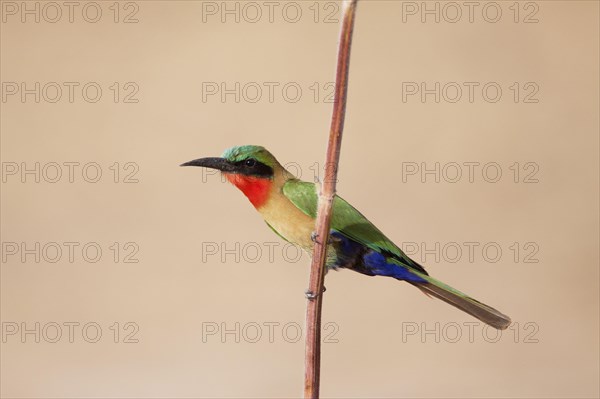 Red-throated bee-eater