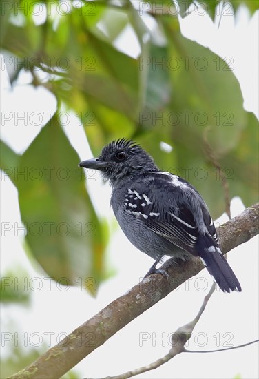 Black-crowned Antshrike